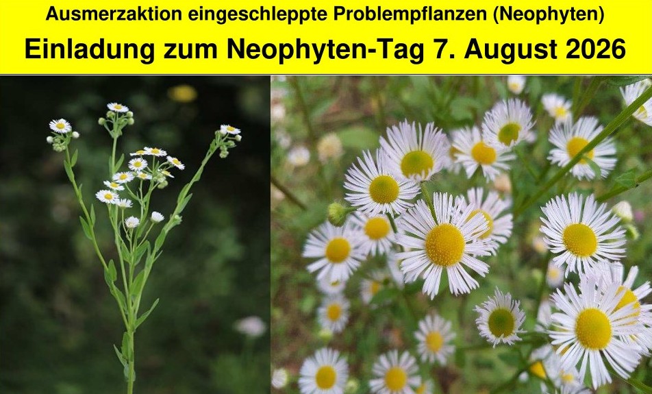 Neophyten Ausmerzaktion
