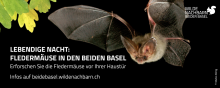 Lebendige Nacht: Fledermäuse in den beiden Basel